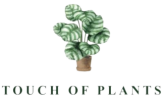 touchofplants_1-removebg-preview